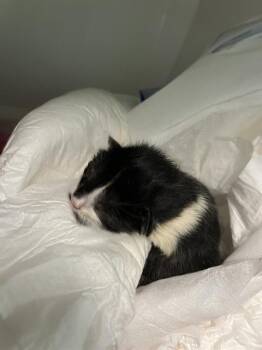 RAZZLE -  Domestic Short Hair Cat for Adoption in Dallas, Texas - RAZZLE | PetCurious
