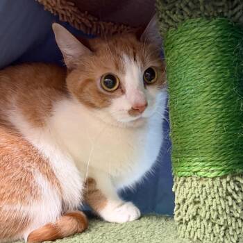 Dakota -  Domestic Short Hair Cat for Adoption in Bedford, New Hampshire - Dakota | PetCurious