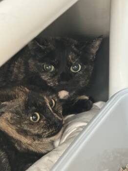 Rescue Domestic Short Hair Cats for Adoption in Pomona, New York - Coco | PetCurious