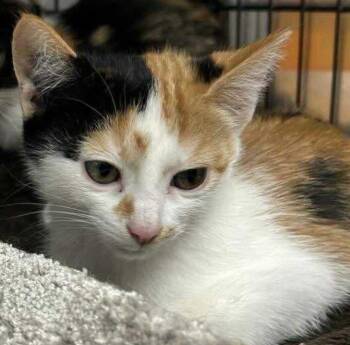 Rescue Domestic Short Hair and Calico Cats for Adoption in Lemont, Illinois - Hannah Montana | PetCurious