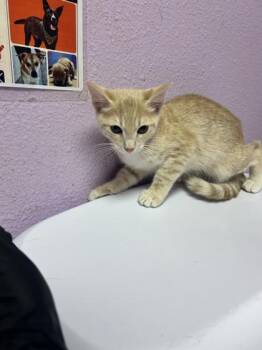 Buffy -  Domestic Medium Hair Cat for Adoption in El Paso, Texas - Buffy | PetCurious