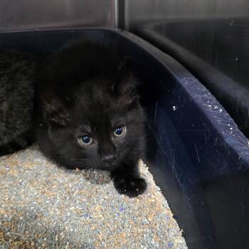 Paratrooper -  Domestic Short Hair Cat for Adoption in Fairmont, West Virginia - Paratrooper | PetCurious