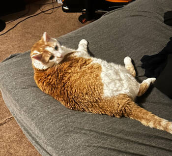 Rescue Domestic Short Hair Cats for Adoption in Lowell, Massachusetts - Chloe | PetCurious