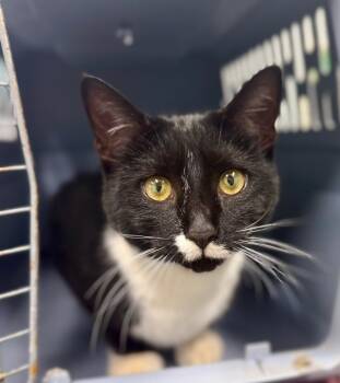 Rescue Domestic Short Hair Cats for Adoption in Danielsville, Georgia - Tallulah | PetCurious