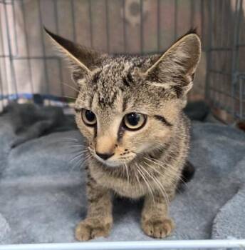 Edna Mode -  Domestic Short Hair Cat for Adoption in Gainesville, Florida - Edna Mode | PetCurious