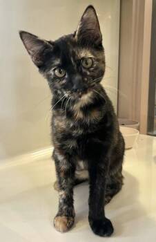 PETRA -  Domestic Short Hair Cat for Adoption in Fernandina Beach, Florida - PETRA | PetCurious