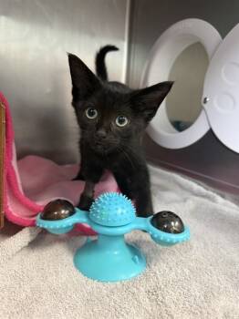 Rescue Domestic Short Hair Cats for Adoption in Fort Walton Beach, Florida - CORALINE | PetCurious