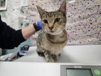 Rescue Domestic Short Hair Cats for Adoption in Maumee, Ohio - Pretty Girl | PetCurious