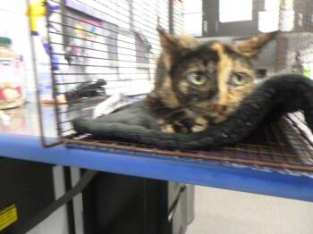 CORA -  Domestic Short Hair Cat for Adoption in Kalamazoo, Michigan - CORA | PetCurious