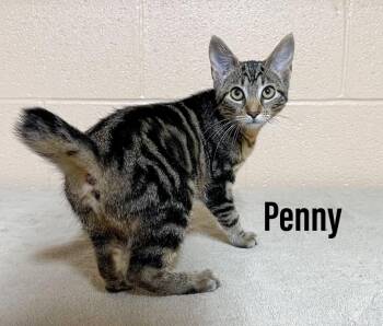 Penny -  Domestic Short Hair and Manx Cat for Adoption in Clearfield, Kentucky - Penny | PetCurious