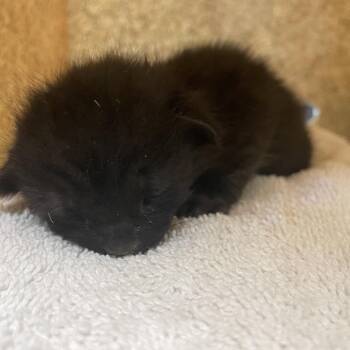 Batman -  Domestic Short Hair Cat for Adoption in Pasadena, California - Batman | PetCurious