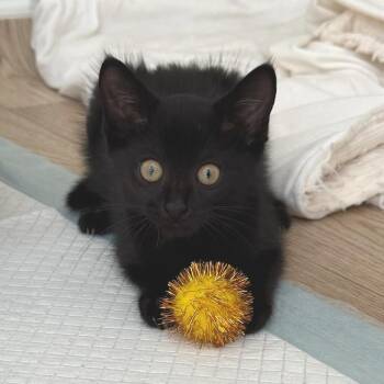 Batman -  Domestic Medium Hair and Domestic Short Hair Cat for Adoption in Cumming, Georgia - Batman | PetCurious