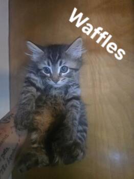 Waffles -  Domestic Medium Hair Cat for Adoption in Gardnerville, Nevada - Waffles | PetCurious