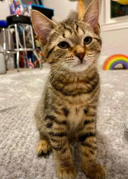 Rosie -  Domestic Short Hair Cat for Adoption in Farmington Hills, Michigan - Rosie | PetCurious