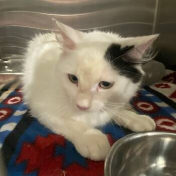 Rescue Domestic Long Hair Cats for Adoption in Carlyle, Illinois - Cat 1 | PetCurious