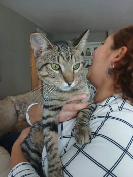 Rescue Tabby Cats for Adoption in Plano, Texas - Thor | PetCurious