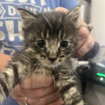 Kai -  Domestic Short Hair Cat for Adoption in Idaho Falls, Idaho - Kai | PetCurious
