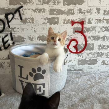 Georgie -  Domestic Short Hair and Ragdoll Cat for Adoption in San Tan Valley, Arizona - Georgie | PetCurious