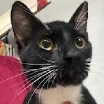 Domestic Short Hair Cats Available for Adoption in Austin, Texas - Tuxedo Joe | PetCurious