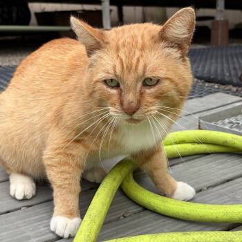 Sir Oliver Cloudberry -  Domestic Short Hair Cat for Adoption in San Pablo, California - Sir Oliver Cloudberry | PetCurious