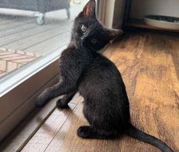 BAGUETTE -  Domestic Short Hair Cat for Adoption in Colorado Springs, Colorado - BAGUETTE | PetCurious