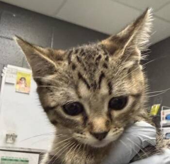 Sugar pie -  Domestic Short Hair Cat for Adoption in Fort Worth, Texas - Sugar Pie | PetCurious