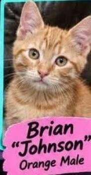 Brian "Johnson" -  Domestic Short Hair Cat for Adoption in Claridge, Pennsylvania - Brian "Johnson" | PetCurious
