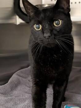 Domestic Short Hair Cats Available for Adoption in St. Peters, Missouri - MIDNIGHT | PetCurious