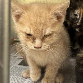 Grogu -  Domestic Short Hair Cat for Adoption in Winston-salem, North Carolina - Grogu | PetCurious