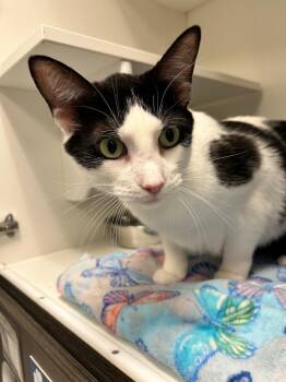 Zoomie -  Domestic Short Hair Cat Available for Adoption in Frankfort, Kentucky - Zoomie | PetCurious