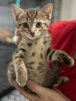 Travis -  Domestic Short Hair Cat for Adoption in Colorado Springs, Colorado - Travis | PetCurious
