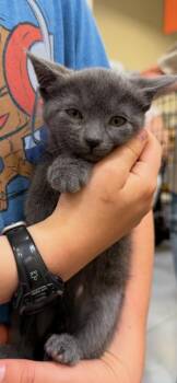 Aurelia -  Domestic Short Hair Cat for Adoption in Cloquet, Minnesota - Aurelia | PetCurious