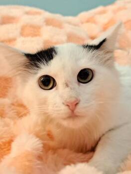 Rescue Domestic Long Hair Cats for Adoption in Richmond, Kentucky - Biscuit | PetCurious