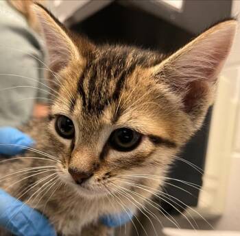 Crab Rangoon -  Domestic Short Hair Cat for Adoption in Golden, Colorado - Crab Rangoon | PetCurious