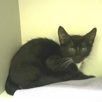 Remington -  Domestic Short Hair Cat for Adoption in Sarasota, Florida - Remington | PetCurious