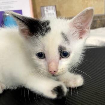 Kwame -  Domestic Short Hair Cat for Adoption in Eureka Springs, Arkansas - Kwame | PetCurious