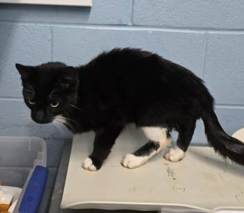 Rescue Domestic Short Hair Cats for Adoption in Evansville, Indiana - Red | PetCurious
