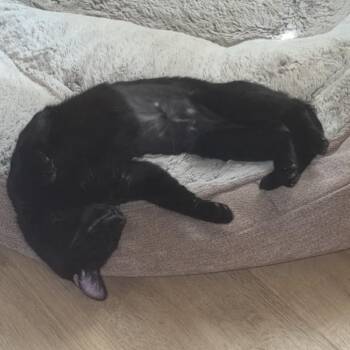 Mau -  Domestic Short Hair Cat for Adoption in Lakewood, Colorado - Mau | PetCurious