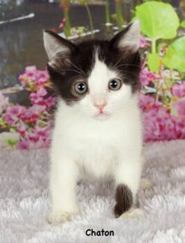 Domestic Short Hair Cats Available for Adoption in Gilbert, Arizona - Chaton | PetCurious