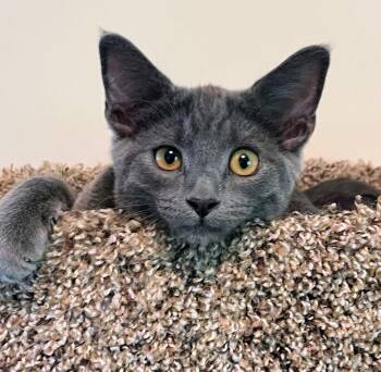 Oliver -  Domestic Short Hair Cat for Adoption in Reston, Virginia - Oliver | PetCurious