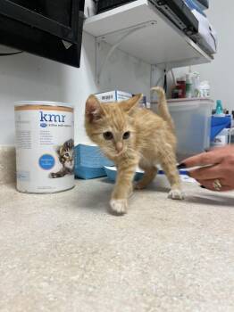 Zyla -  Domestic Short Hair Cat for Adoption in Ontario, California - Zyla | PetCurious