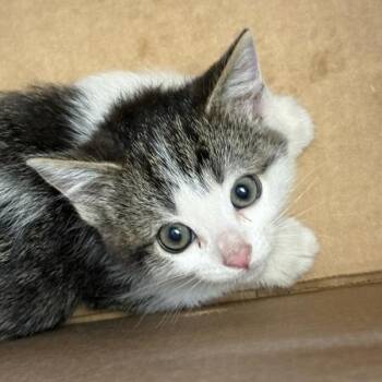 Domestic Medium Hair Cats Available for Adoption in Salt Lake City, Utah - *Bitsy* | PetCurious
