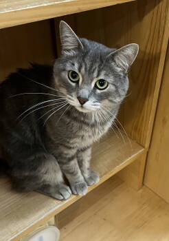 Rescue Domestic Short Hair Cats for Adoption in Blasdell, New York - Grayson | PetCurious