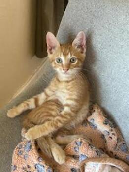 Freckles -  Domestic Short Hair Cat for Adoption in North Richland Hills, Texas - Freckles | PetCurious