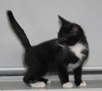 Clark -  Domestic Short Hair Cat for Adoption in Taylorsville, North Carolina - Clark | PetCurious