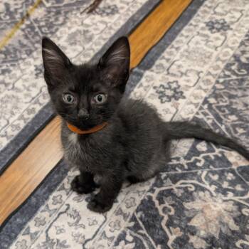 Orange-nado -  Bombay and Domestic Short Hair Cat for Adoption in UNIVERSITY PA, Maryland - Orange-nado | PetCurious