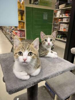 Domestic Short Hair and Extra Toes Cat Hemingway Polydactyl Cats Available for Adoption - Boots Fka Arlo | PetCurious