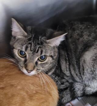 Rescue Domestic Short Hair Cats for Adoption in Hopkinsville, Kentucky - Thelma | PetCurious