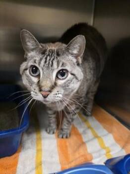 Rescue Domestic Short Hair Cats for Adoption in Springfield, Missouri - Katy Grace (Kate) | PetCurious