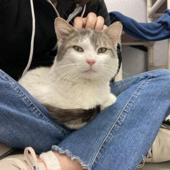 Domestic Short Hair Cats Available for Adoption - Nube | PetCurious